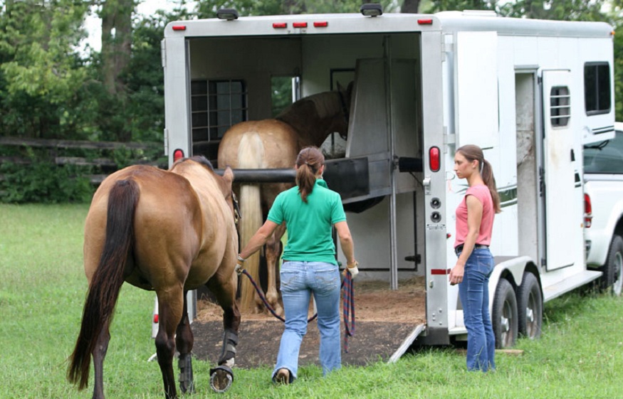 Horse Trailer Guide